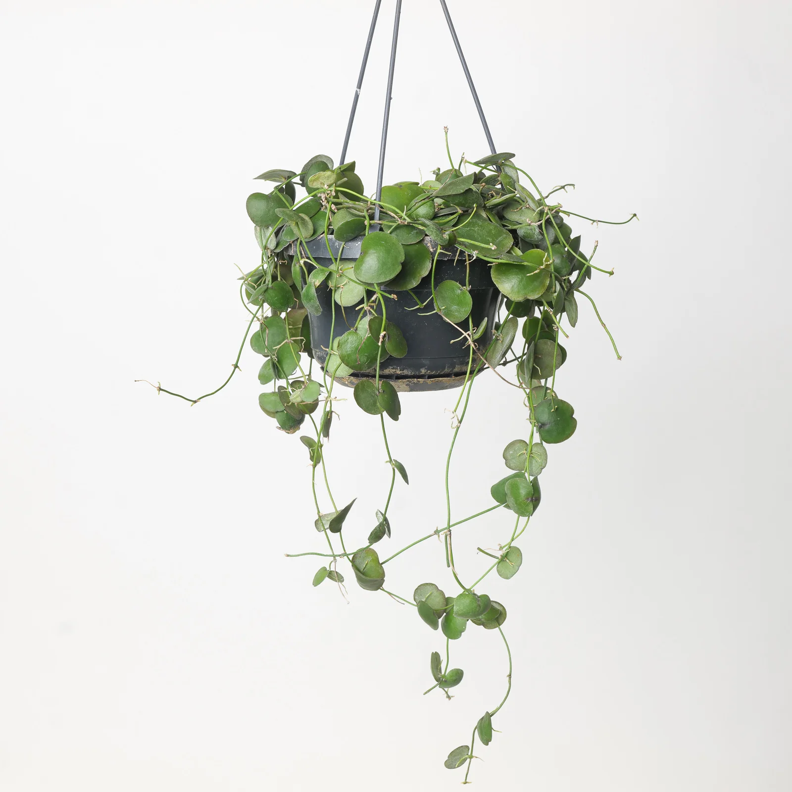 Best Selling Houseplants